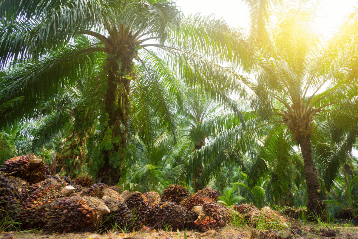 Mengapa Automatic Weather Station ini Penting di Perkebunan Sawit?