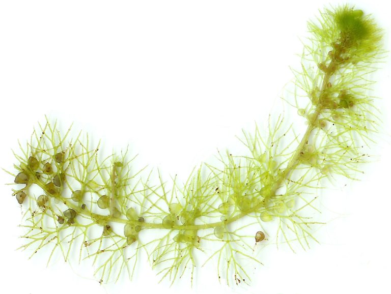 biomimikri tanaman bladderwort