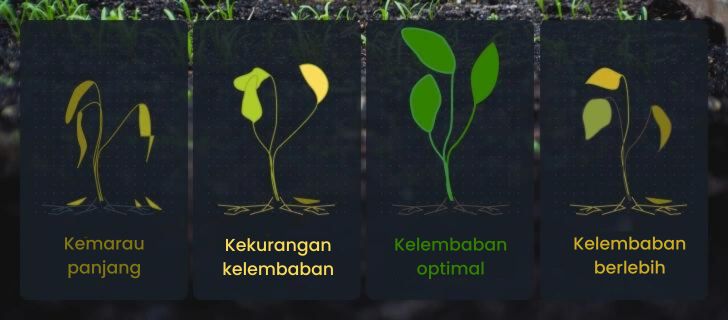 Pengaruh kelembaban tanah terhadap tanaman